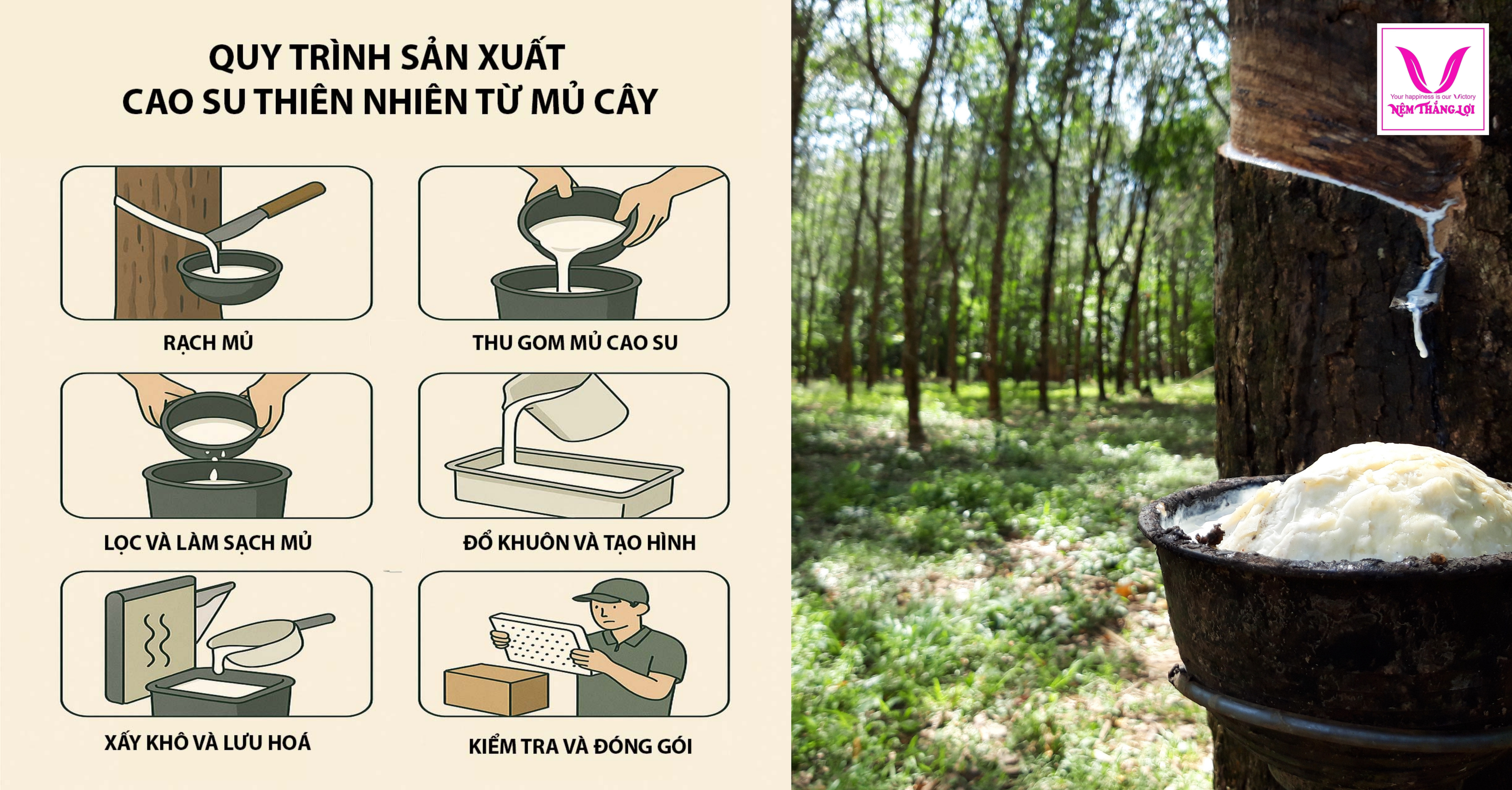 NỆM CAO SU - CHỌN THIÊN NHIÊN HAY CAO SU TỔNG HỢP quy-trinh-san-xuat-nem-cao-su-thien-nhien.png